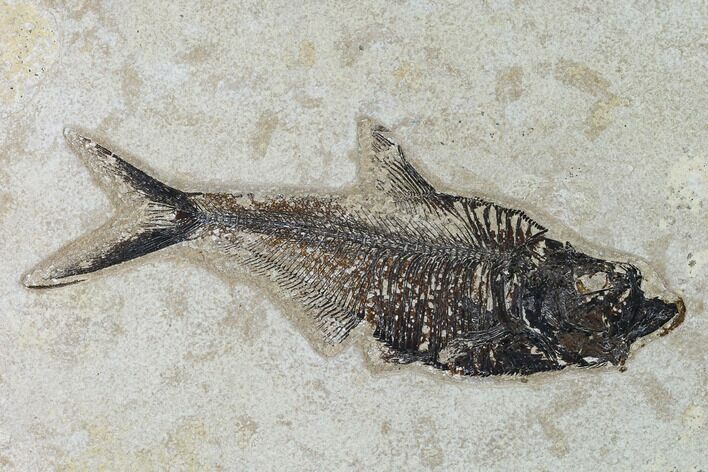 Fossil Fish (Diplomystus) - Green River Formation - Inch Layer #138600